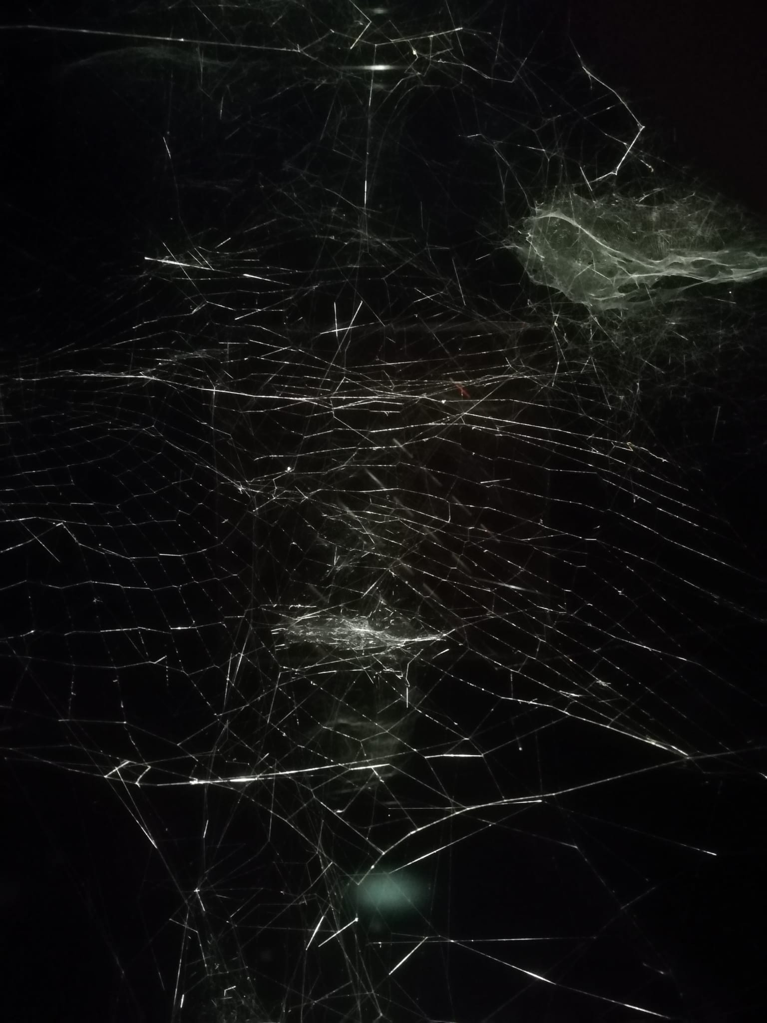 Rezar con arañas, dormir con abejas.